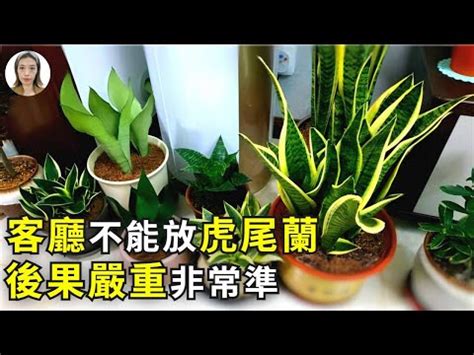 短葉虎尾蘭風水|招財風水禁忌擺放虎尾蘭風水：如何讓虎尾蘭成為富裕的象徵